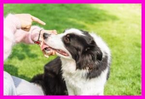 일본 강아지맘 대세는 '때리지 마세요'! 칭찬 훈련으로 교감하는 법