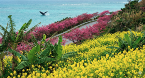 오키나와 여행 1-3월 여행 필수 코스