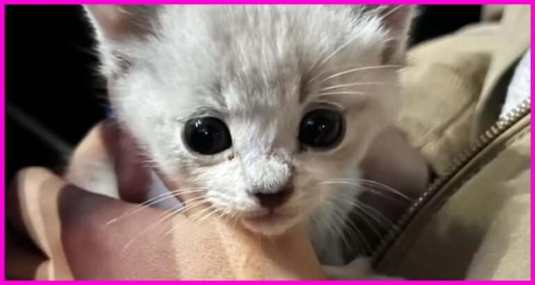 냥줍 유기묘 '오마메짱'의 폭풍 성장! 랜선 이모 삼촌들 심쿵사 유발