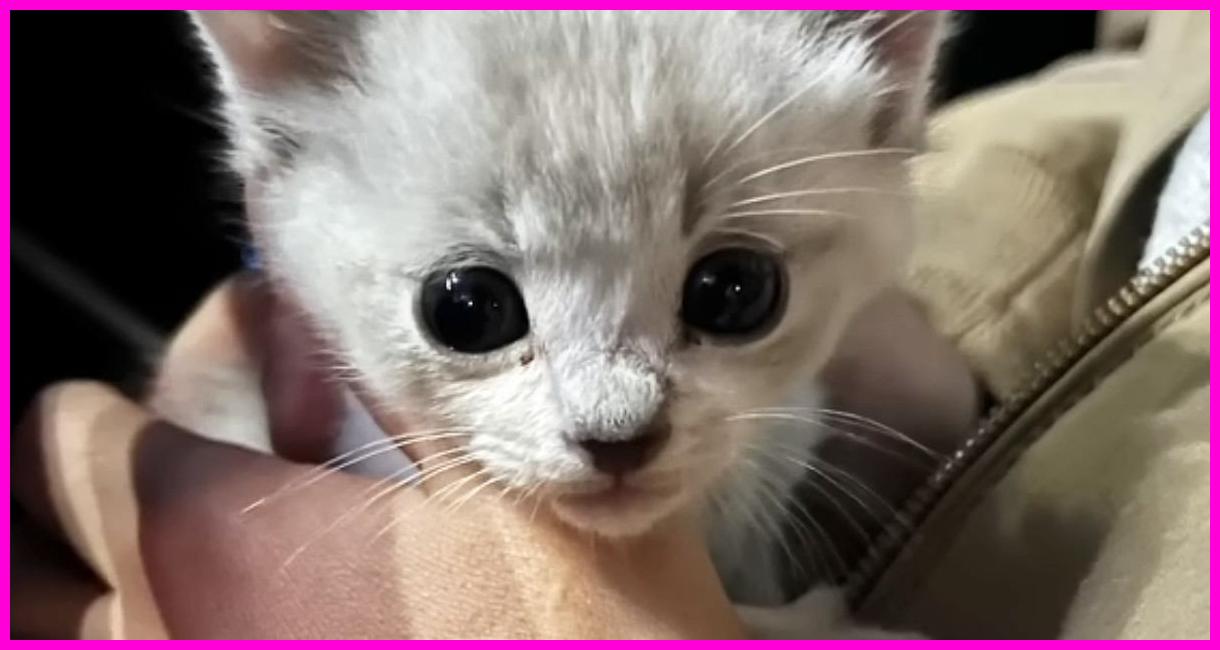 냥줍 유기묘 '오마메짱'의 폭풍 성장! 랜선 이모 삼촌들 심쿵사 유발