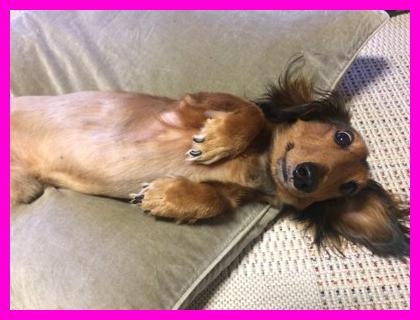 우리 강아지가 혹시? '쓰담쓰담' 갈망하는 5가지 비밀 행동