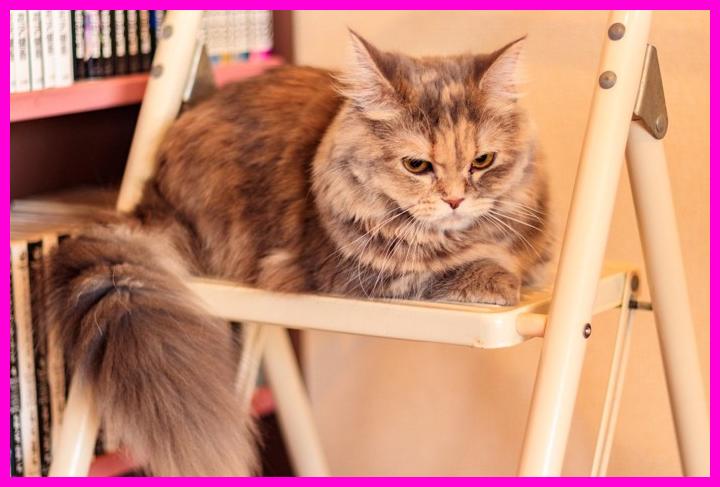 집사에게 불만 폭발! 고양이가 가장 서운해하는 순간 TOP 5